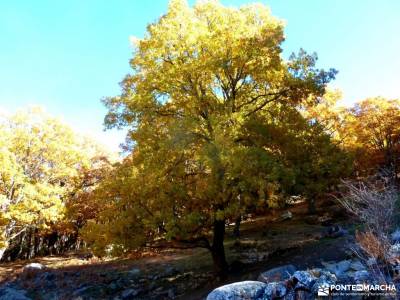 Castañar de El Tiemblo;Ávila; parques naturales de murcia rutas senderismo por madrid turismo acti